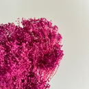 Botte fleurs séchées Broom bloom Violet