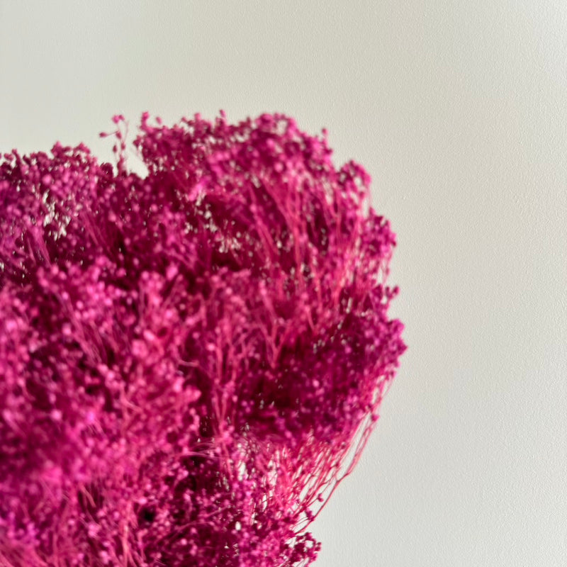 Botte fleurs séchées Broom bloom Violet