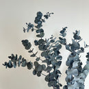 Botte fleurs stabilisées eucalyptus cinerea vert stabilisé