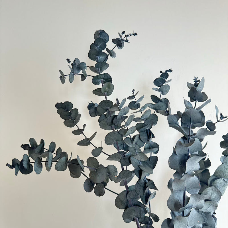 Botte fleurs stabilisées eucalyptus cinerea vert stabilisé