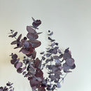 Botte fleurs séchées Eucalyptus Cinerea Bordeaux