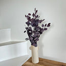 Botte fleurs séchées Eucalyptus Populus Bordeaux