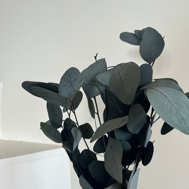 Botte fleurs séchées Eucalyptus Populus Vert