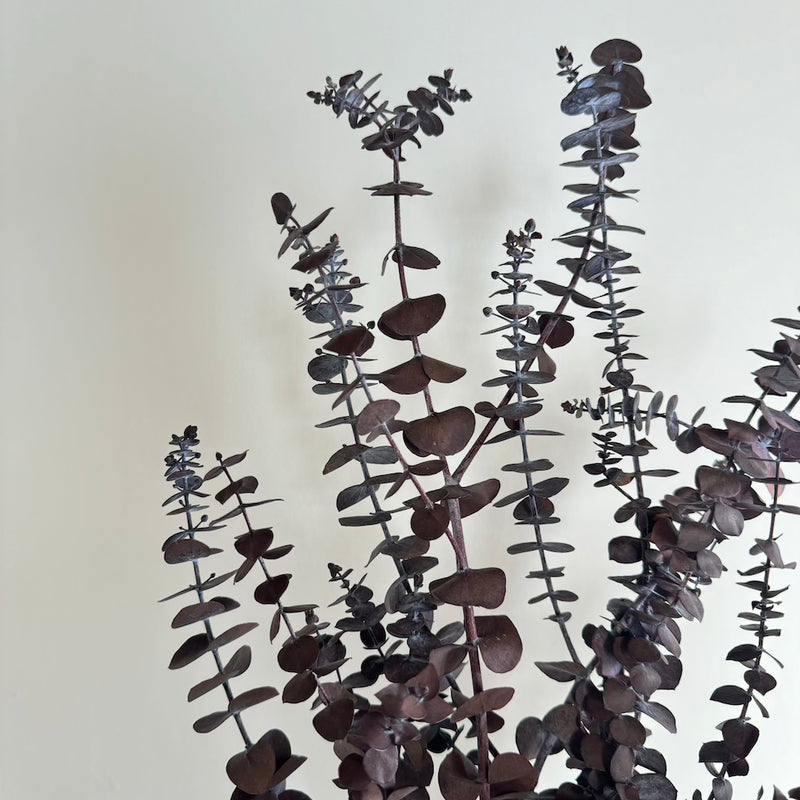 Botte fleurs séchées Eucalyptus Baby Bordeaux