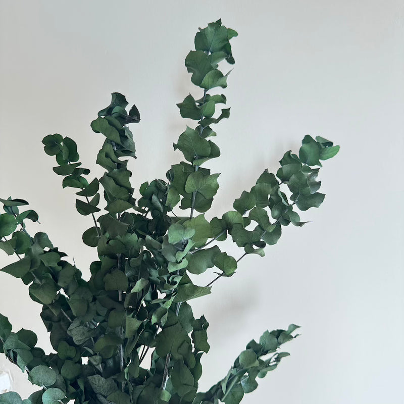 Botte fleurs séchées Eucalyptus Stuartiana Vert