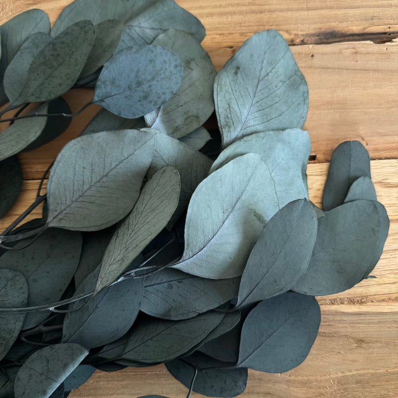 Botte fleurs séchées Eucalyptus Populus Vert