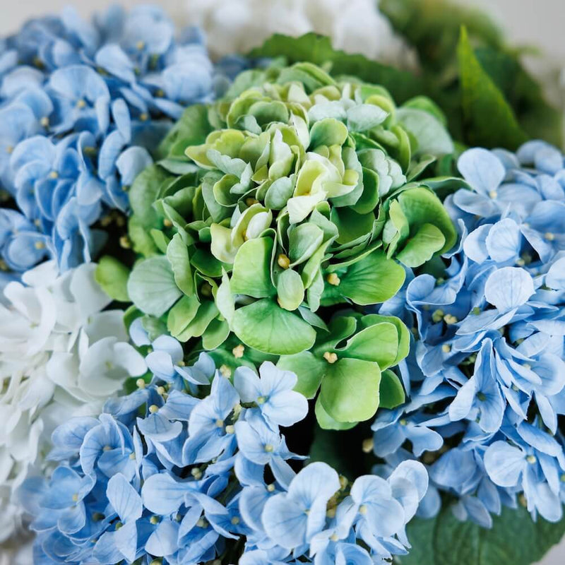 Green hydrangea
