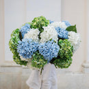 Light blue hydrangea