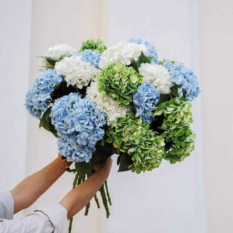 Light blue hydrangea