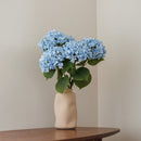 Light blue hydrangea