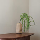 Grande amarante queue de renard verte 