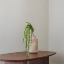 Grande amarante tombante verte 