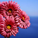 fleurs-en-papier-flowrette-gerbera