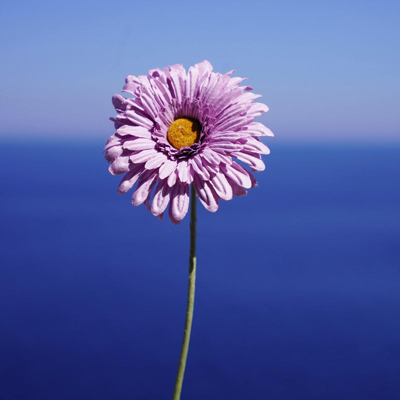 fleurs-en-papier-flowrette-gerbera