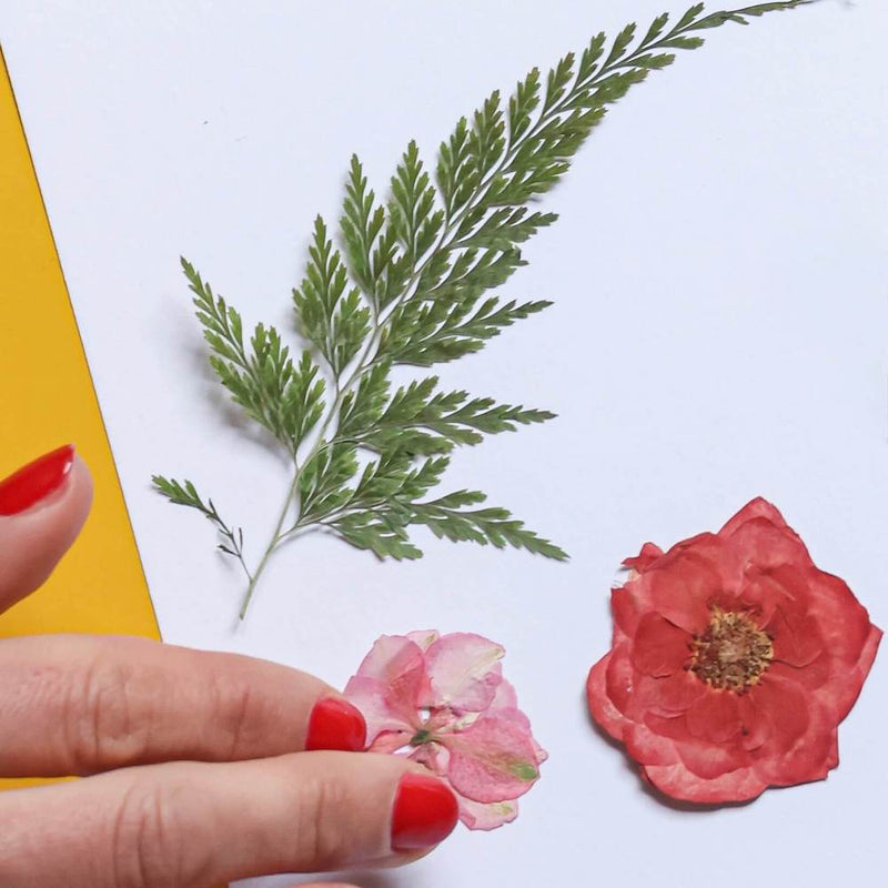 fleurs-pressee-rouge