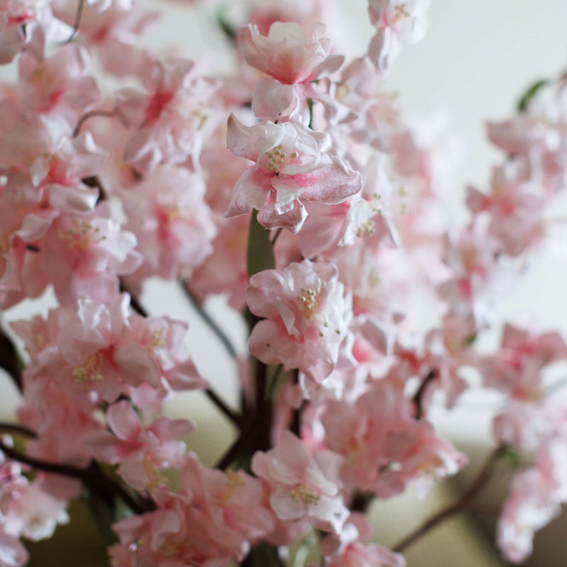 branche-fleurs-de-cerisier