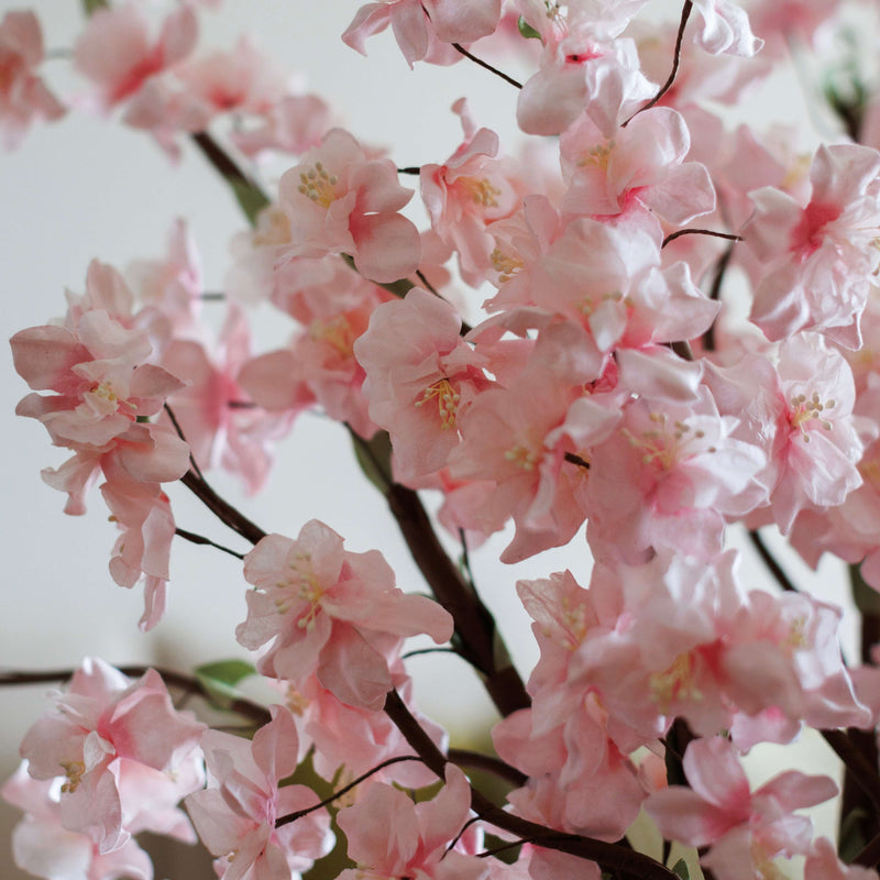 branche-fleurs-de-cerisier