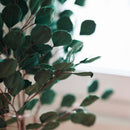 eucalyptus-en-papier-vert