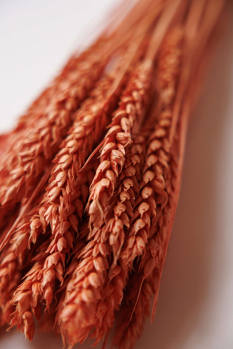 Botte fleurs séchées Blé Pêche