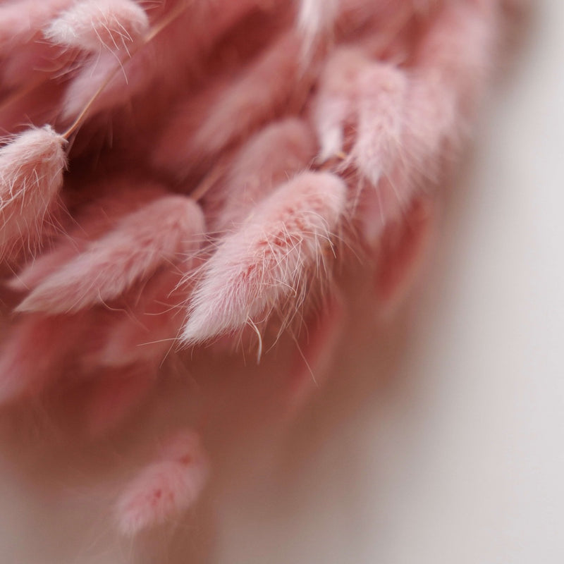 Botte fleurs séchées Lagurus Lilas