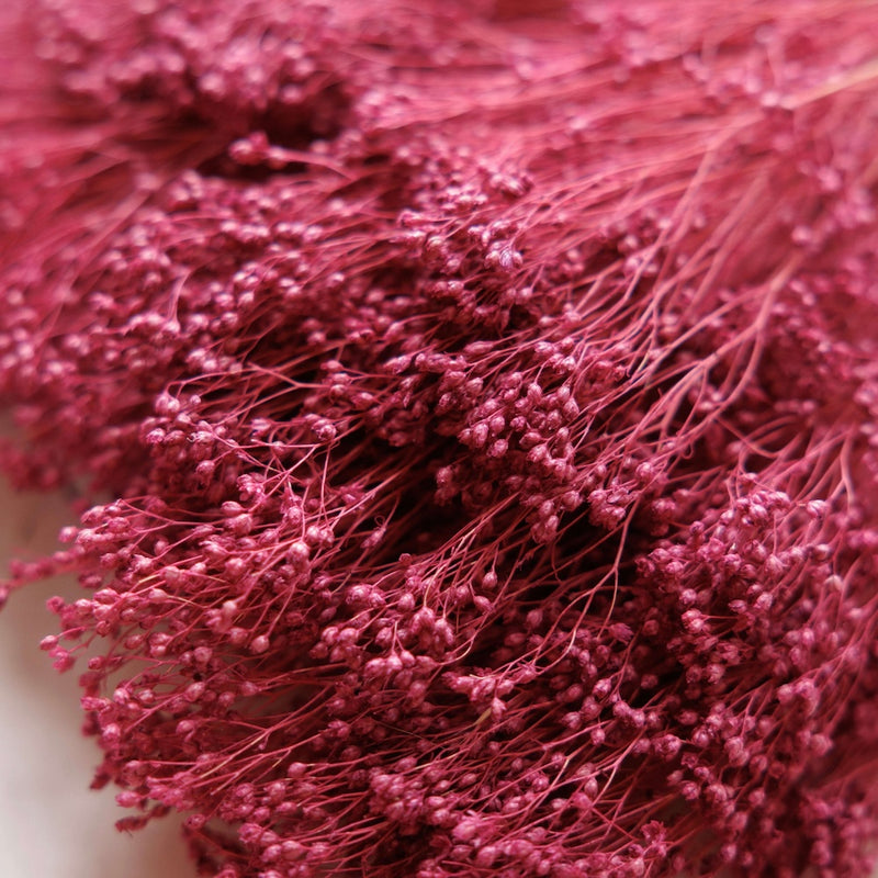 Botte fleurs séchées Broom bloom Violet