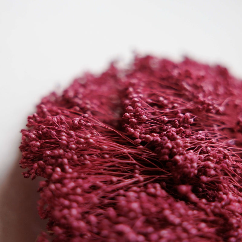 Botte fleurs séchées Broom bloom Violet