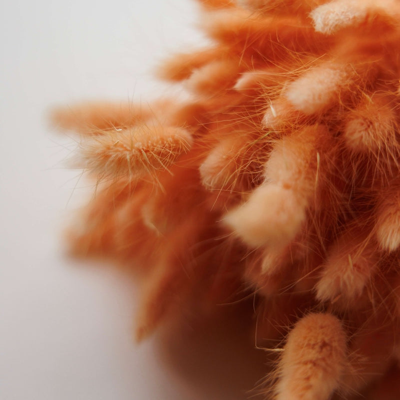 Botte fleurs séchées Lagurus Pêche