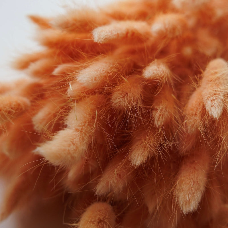 Botte fleurs séchées Lagurus Pêche