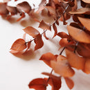 eucalyptus-nicoly-stabilise