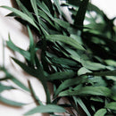 eucalyptus-nicoly-stabilise