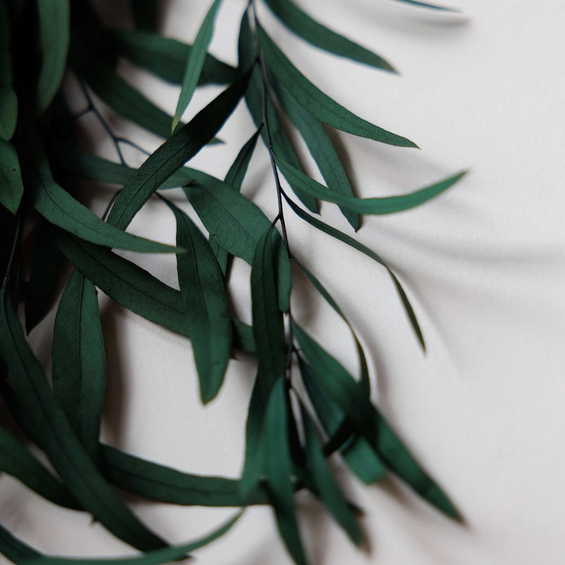 eucalyptus-nicoly-stabilise