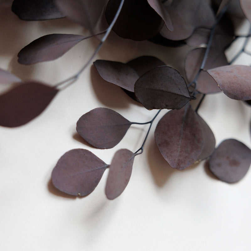 eucalyptus-populus-stabilise