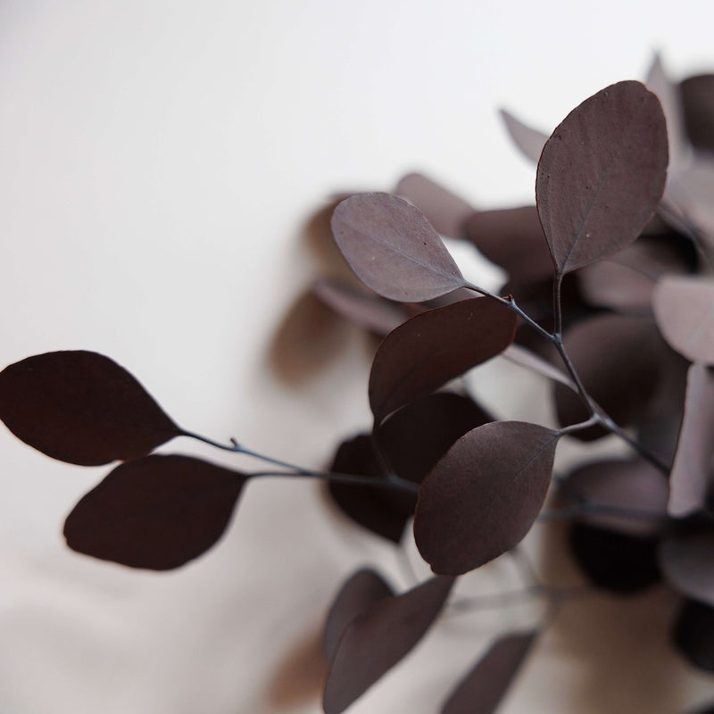 eucalyptus-populus-stabilise