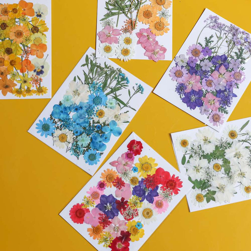 flowrette-fleurs-pressee-bleu