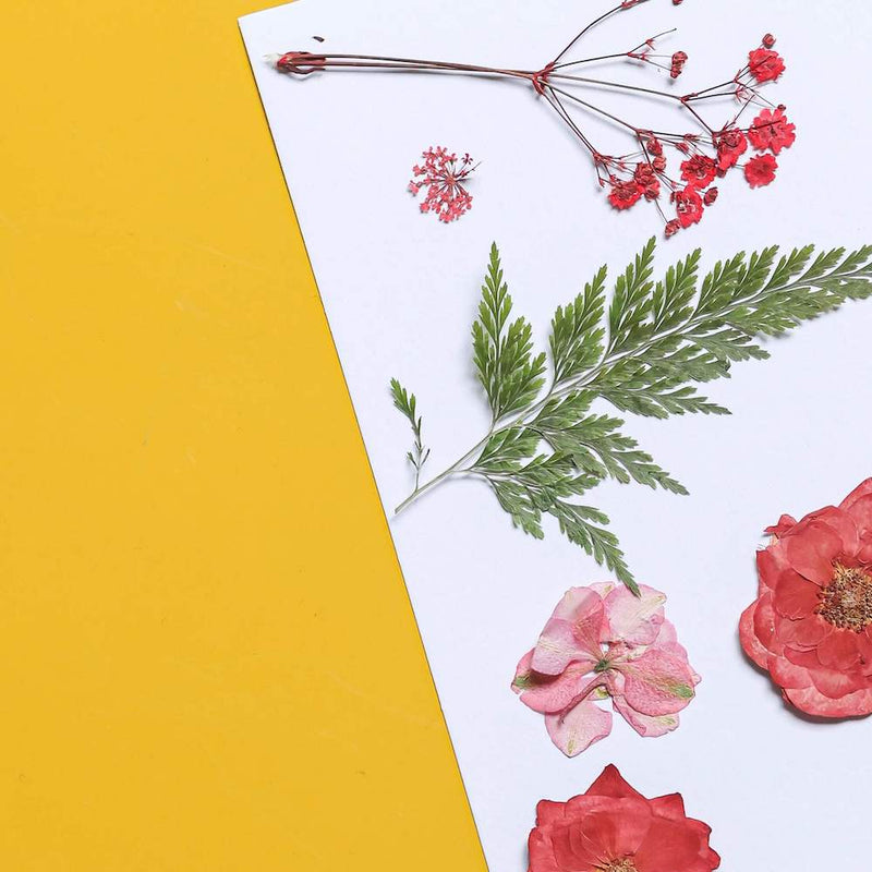 fleurs-pressee-rouge