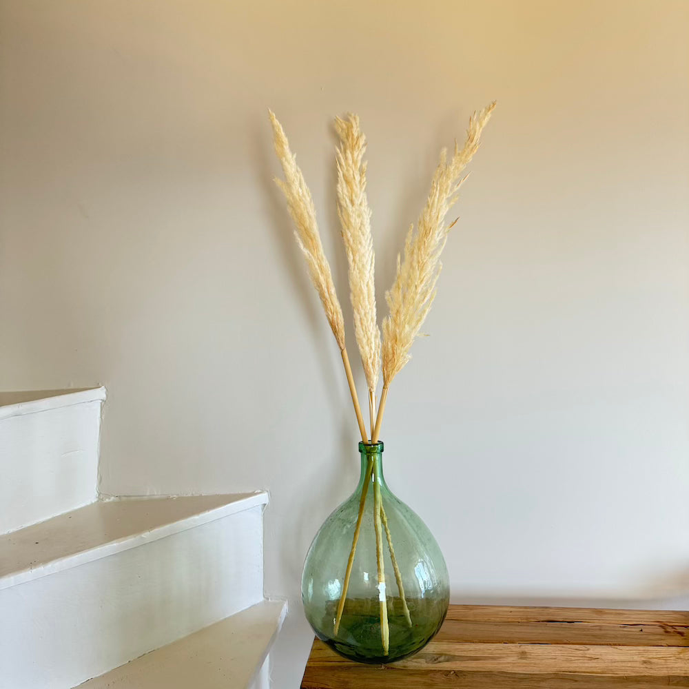 Herbe de la pampa blanche