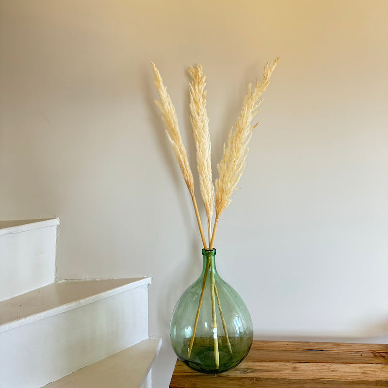 Herbe de la pampa blanche