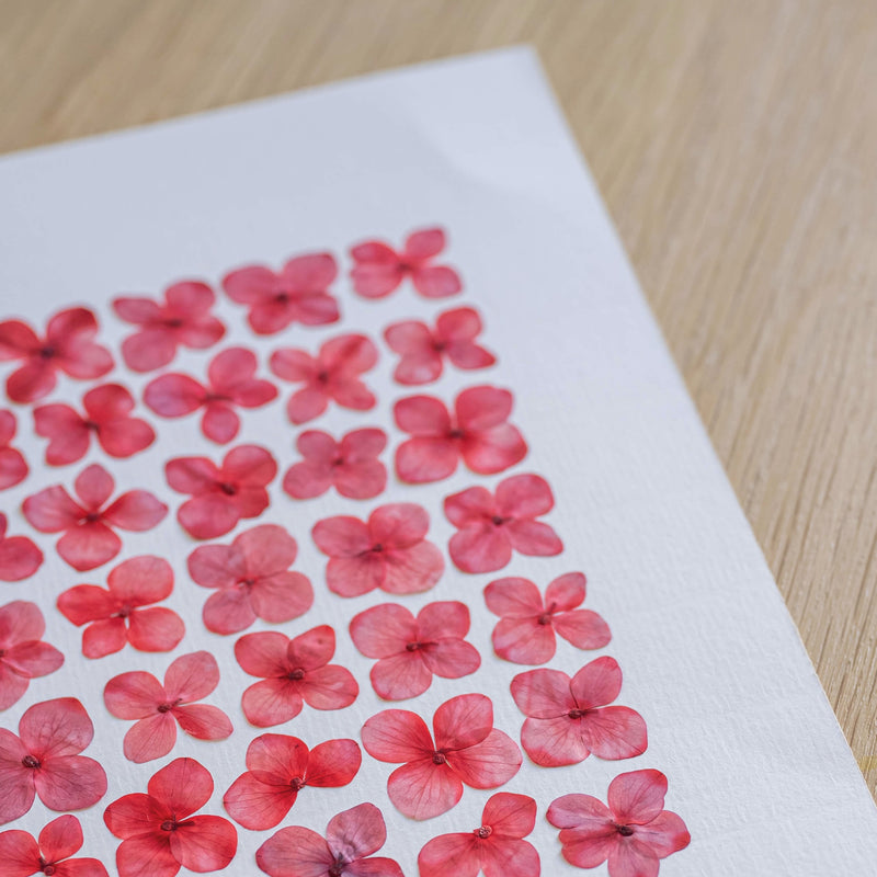 herbier-flowrette-fleurs-sechee-teinte-rose