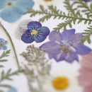 herbier-fleurs-pressees-flowrette