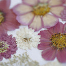 herbier-fleurs-pressees-flowrette