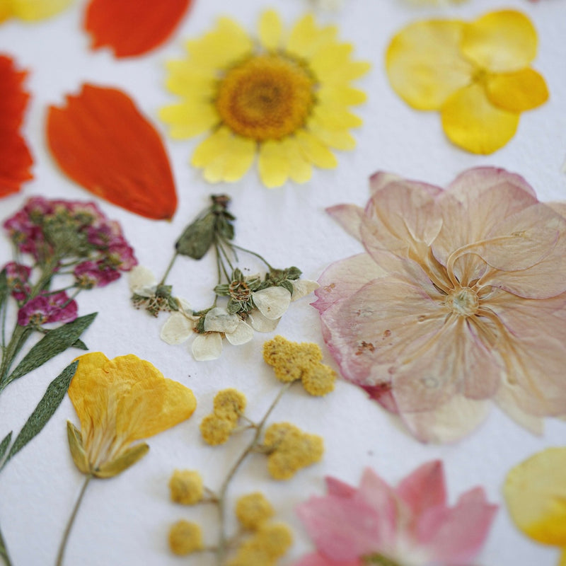 herbier-fleurs-pressees-flowrette