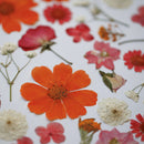 herbier-fait-main-orange