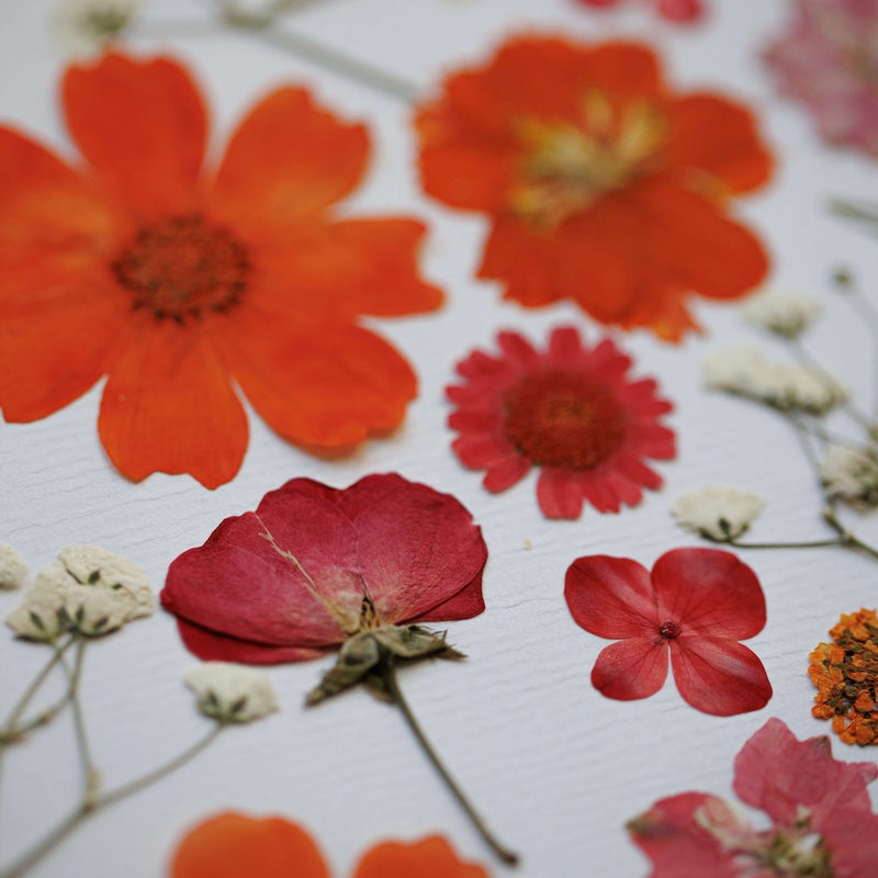 herbier-fait-main-orange