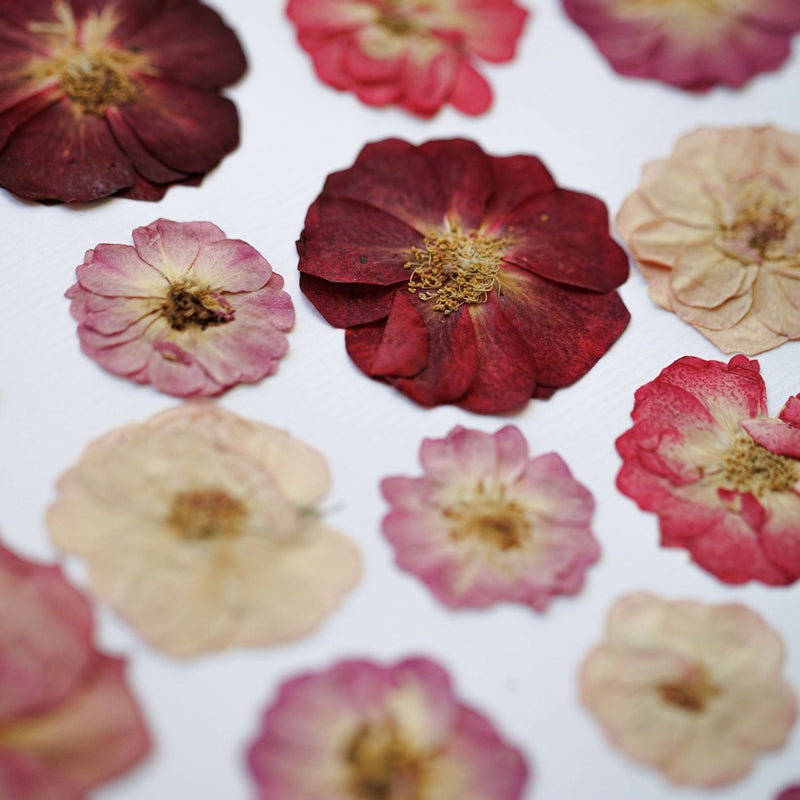 herbier-fait-main-fleurs