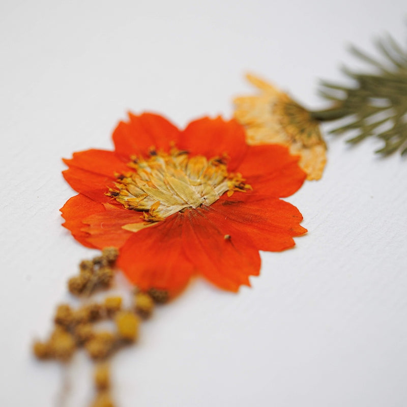 herbier-fleurs-pressees-flowrette