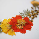 herbier-fleurs-pressees-flowrette