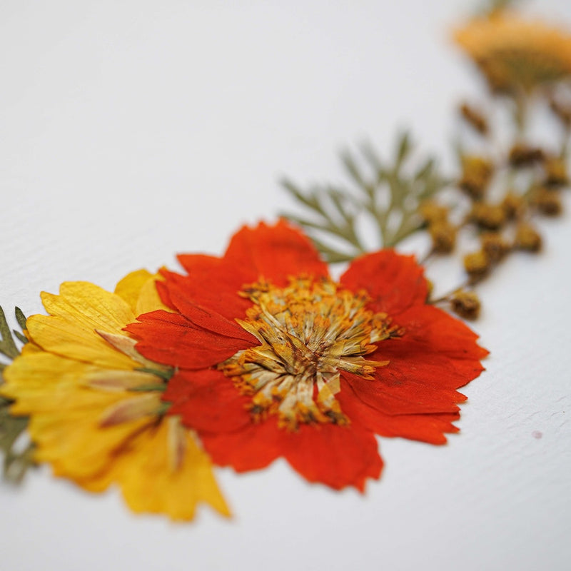 herbier-fleurs-pressees-flowrette