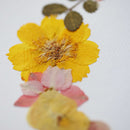 herbier-fleurs-pressees-flowrette