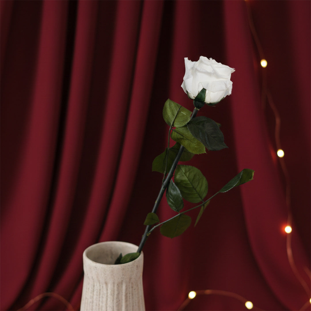 Grande rose blanche stabilisée