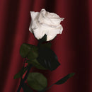 Grande rose blanche stabilisée